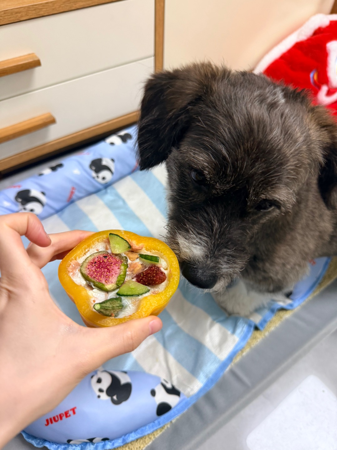 想当小狗