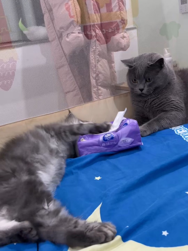 原住民与新猫