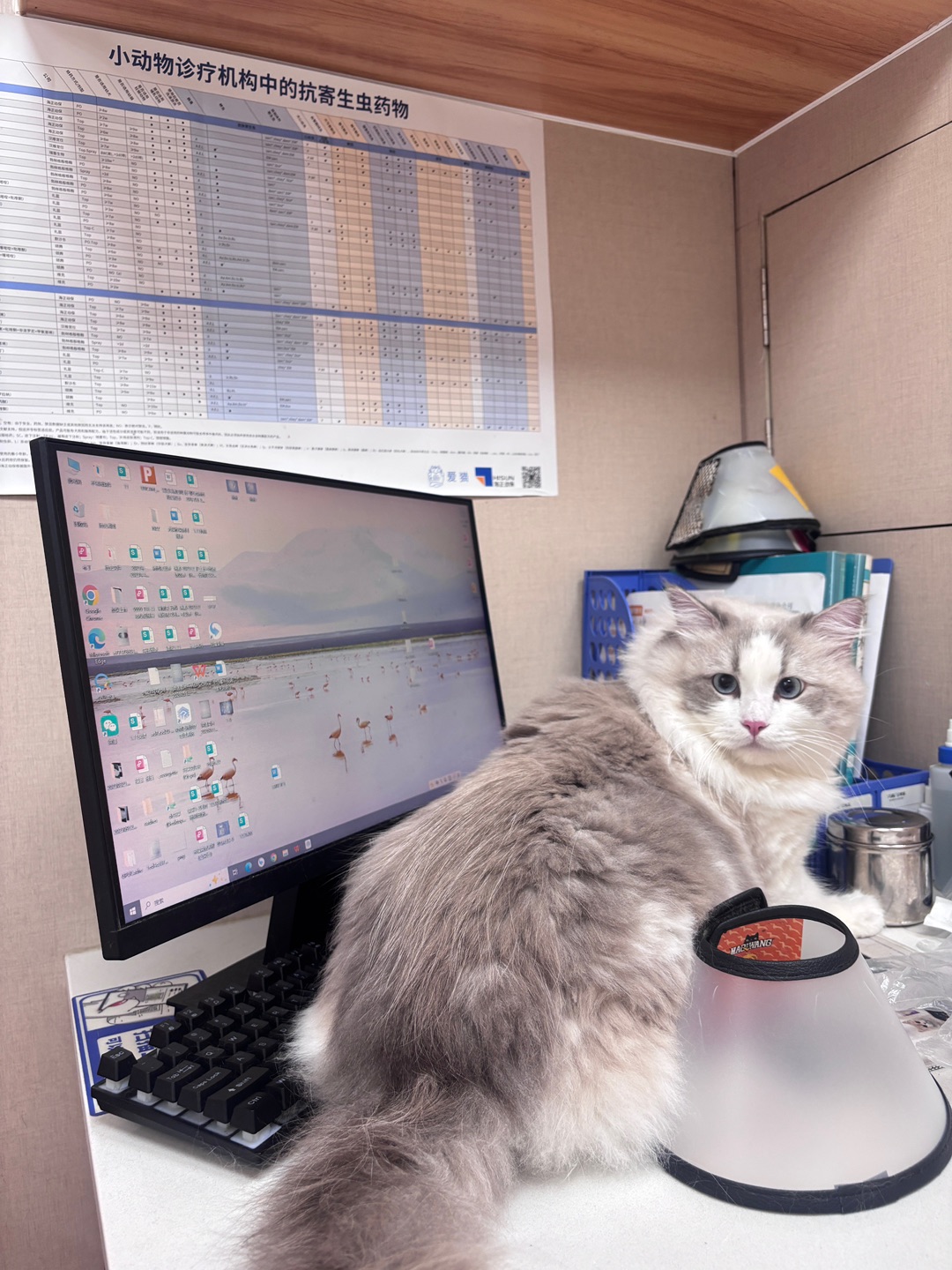 小胖可爱