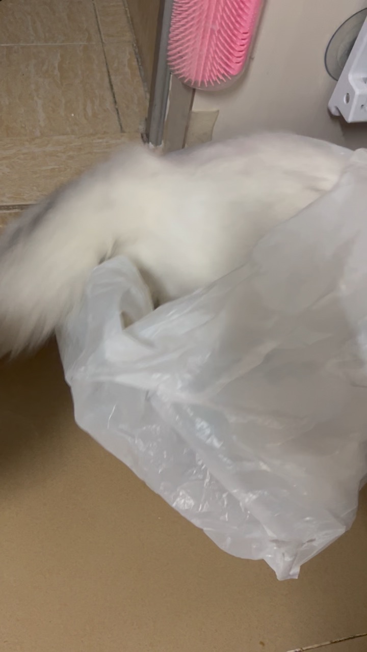 玩耍中