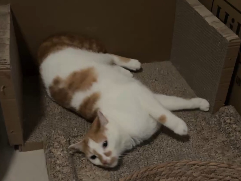 邻居的小猫
