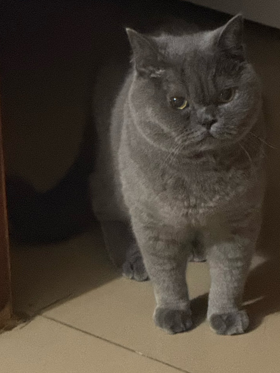 🐱👀 监工