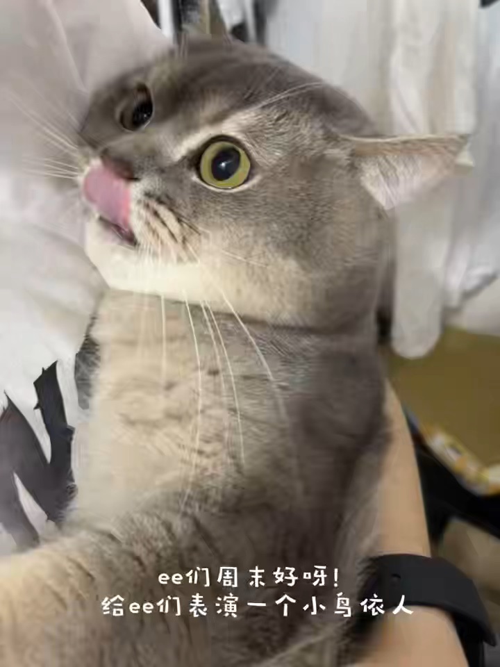 小鸟依人