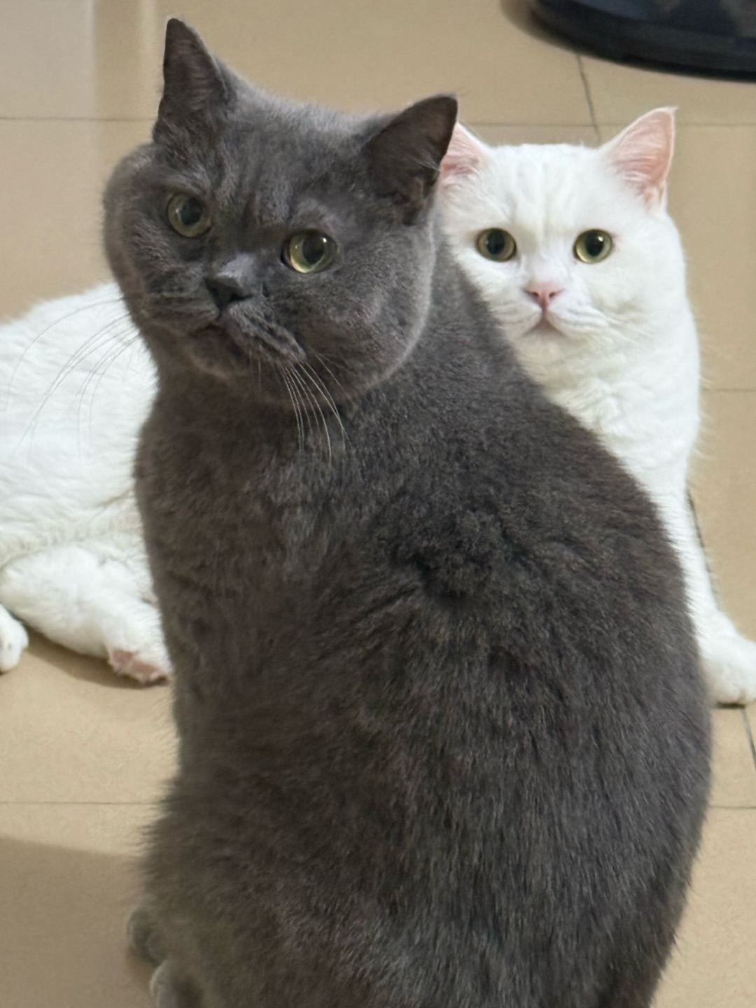 🐱同框营业！