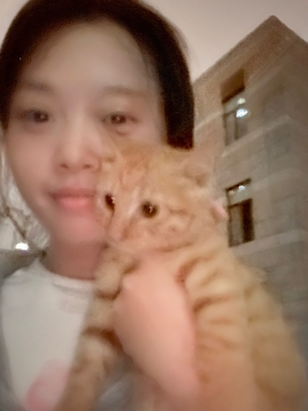 性格超软的小猫求领养