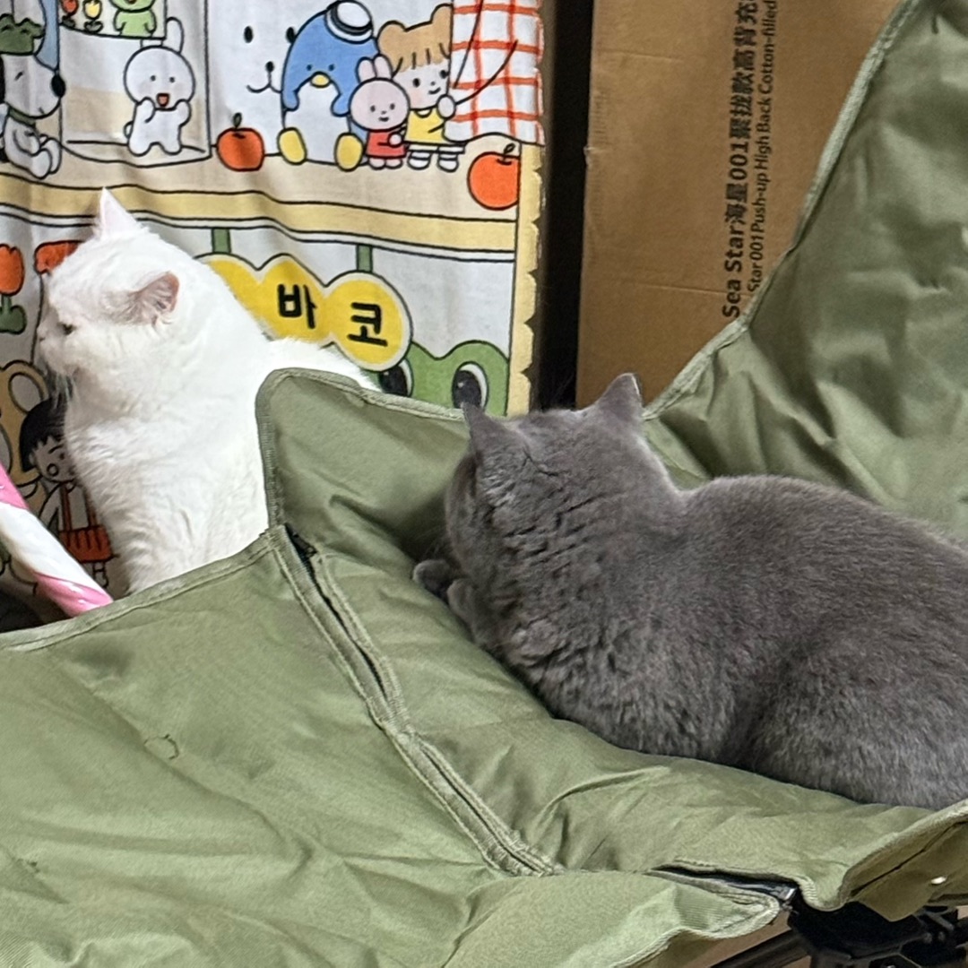 🪑 两只猫抢凳子