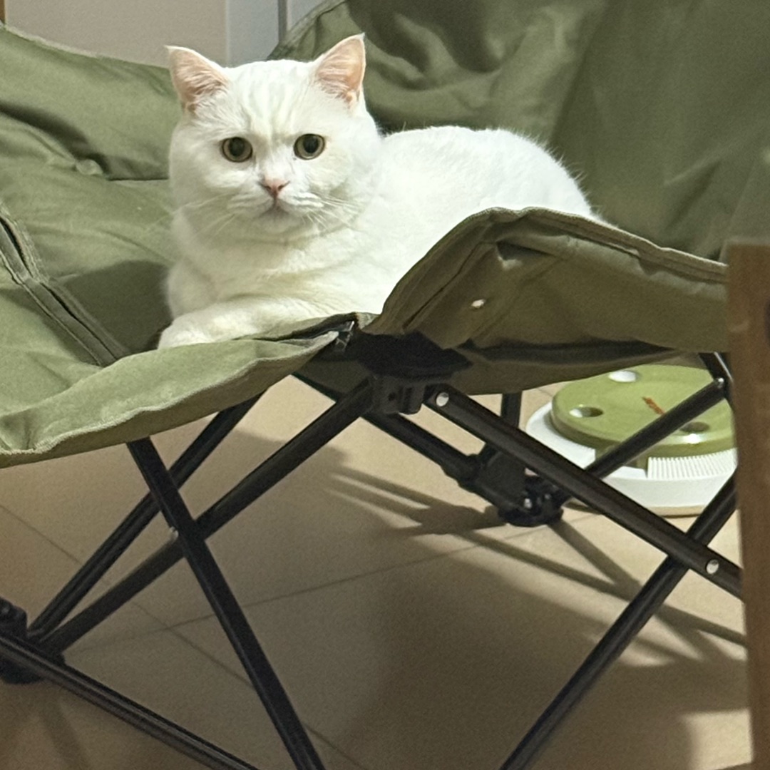 🐱元宝专属懒人躺椅