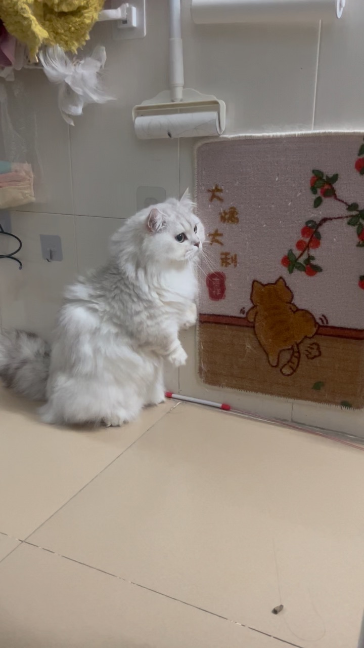 猫在无语的时候也会假装自己很忙