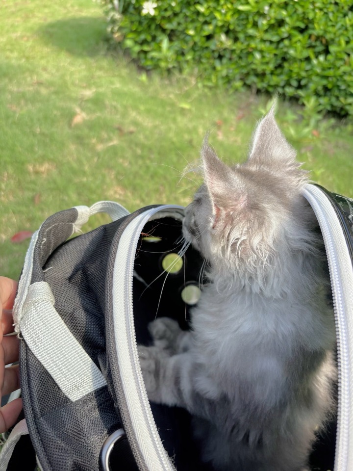 咪的出门记