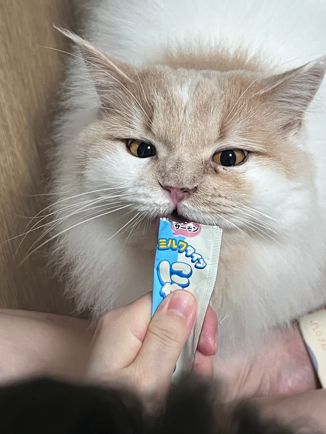 皮皮日记 | 条条真好恰🥰
