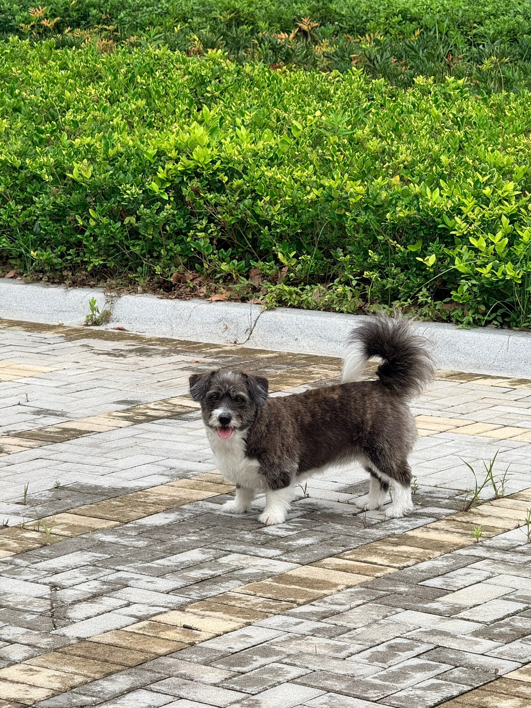 看起来不再是小狗了