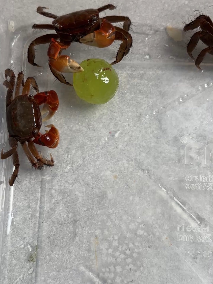 螃蟹的吃播
