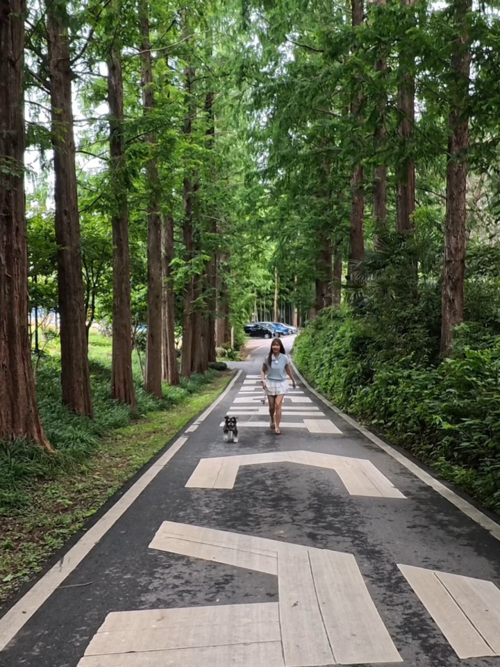 带小狗去杭州1977🌲