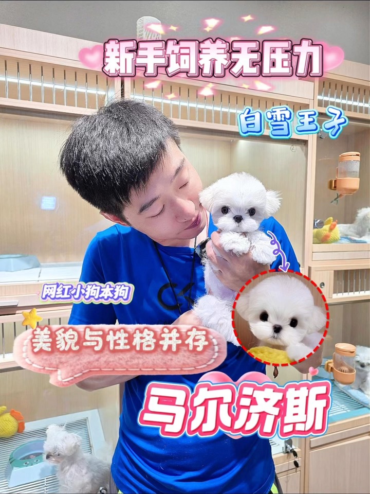 假期后遗症被这只软萌马尔济斯弟弟治好了🥰