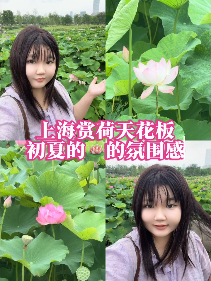 上海赏荷天花板……i人在大自然吸取能量！