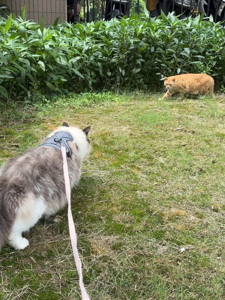 出门偶遇橘猫