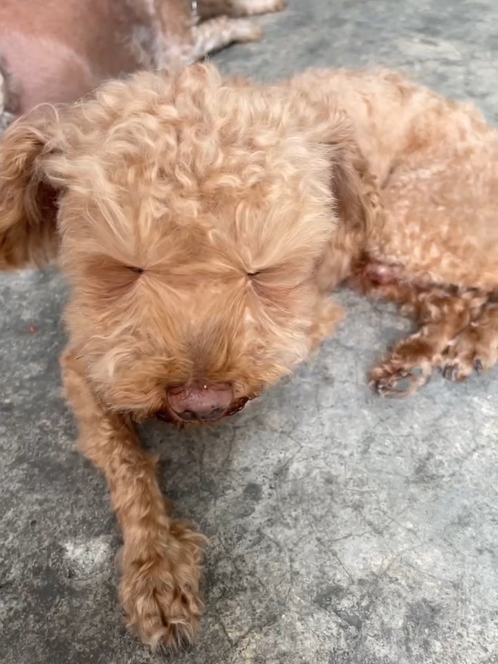 🐶🐶🐶🐶🐶