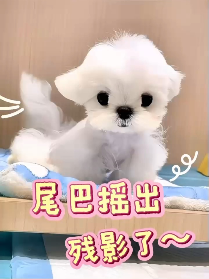 对不起，我家棉花糖好像忘记关快乐开关了😆