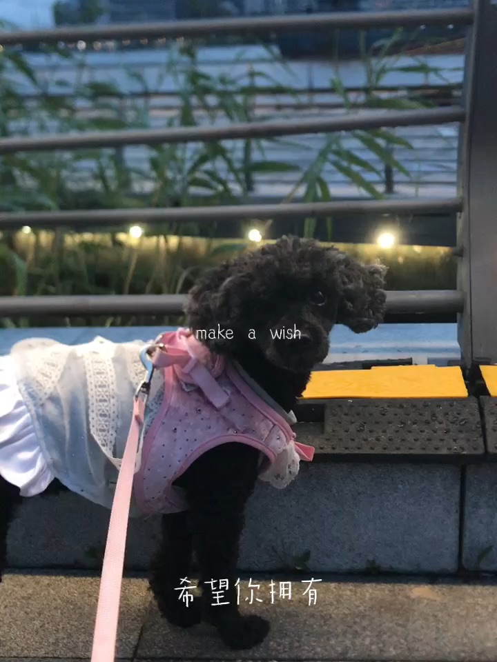 梅雨季清晨·滨江遛狗日记