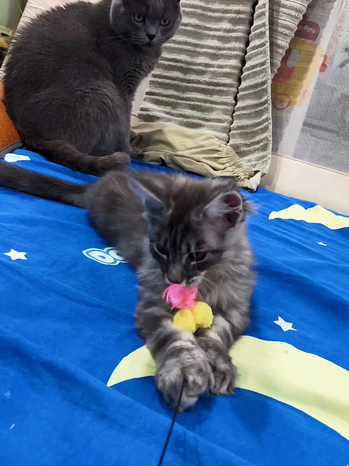 咪的日常生活