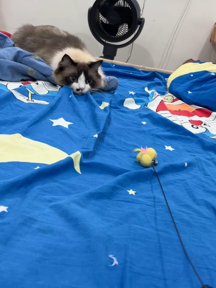 逗猫