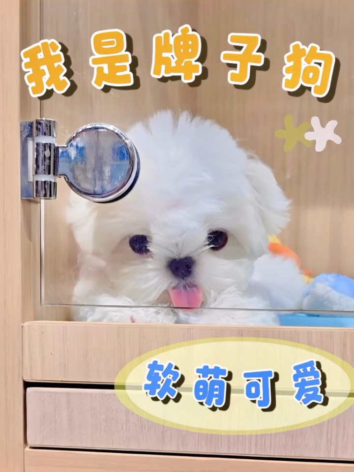 🐾 狗狗我呀～是牌子狗👑