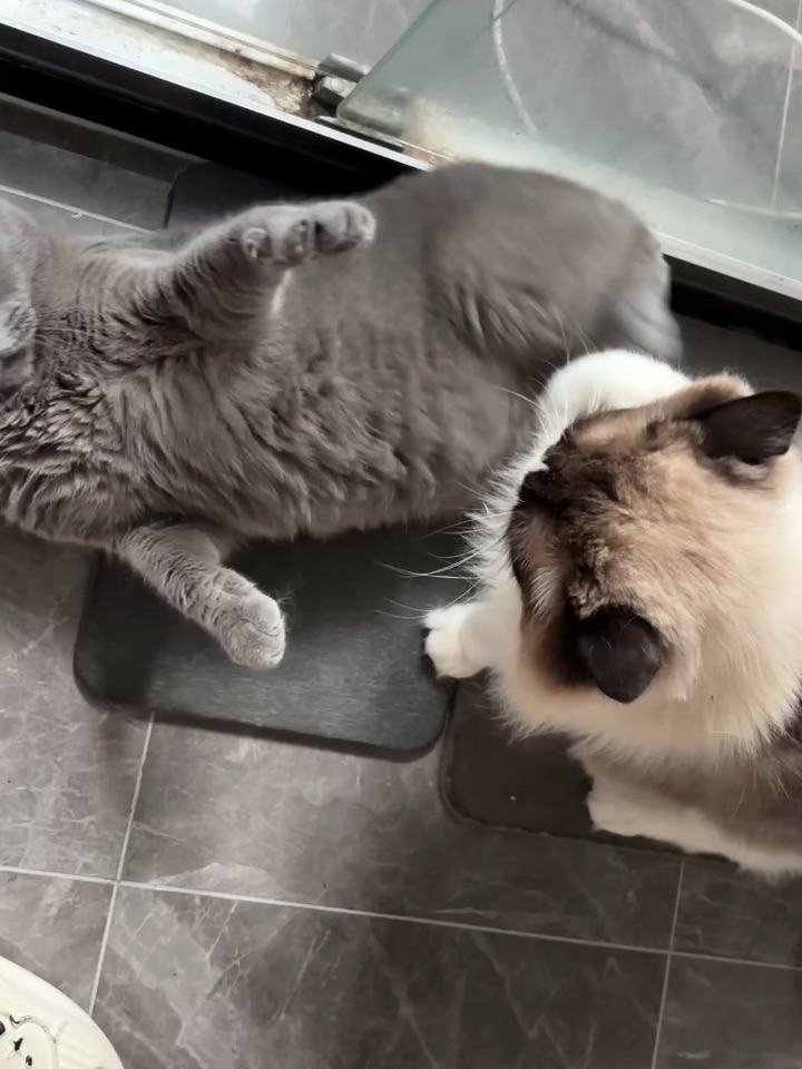 猫咪们的日常相处