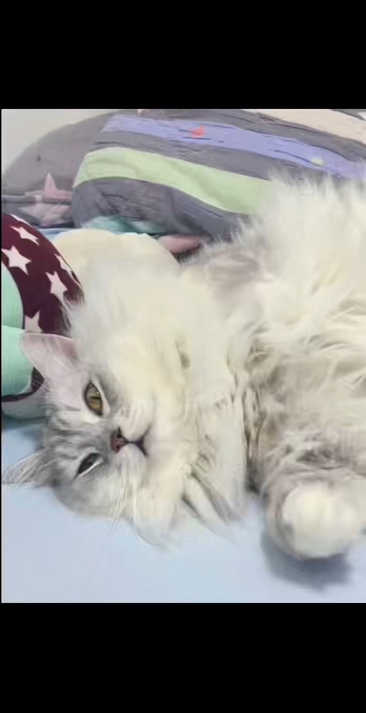 百变小饼