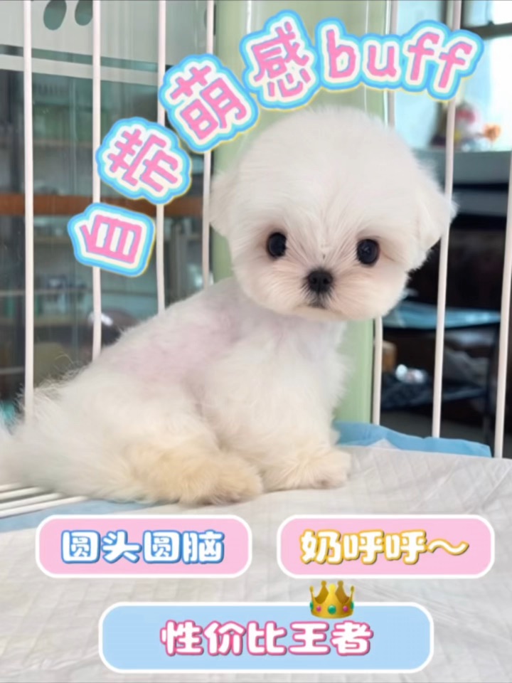 🐾这颗毛茸茸的小圆头也太好rua了吧～