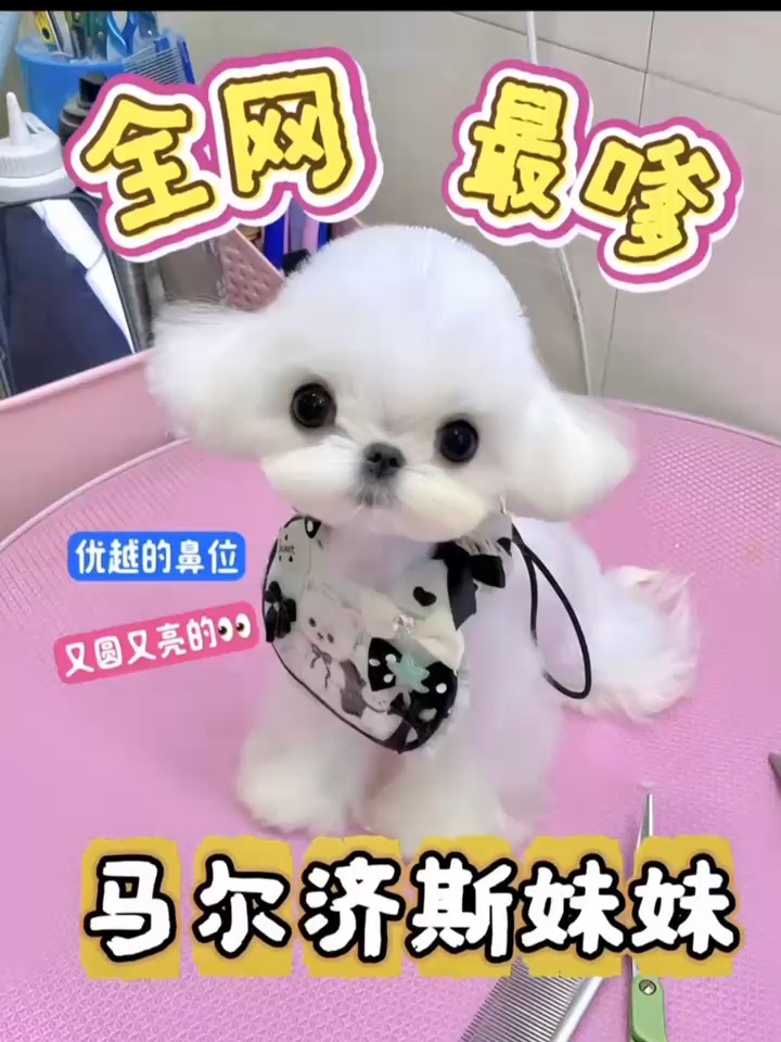 全网最嗲马尔济斯妹妹～眼睛比我戴美瞳还大✨