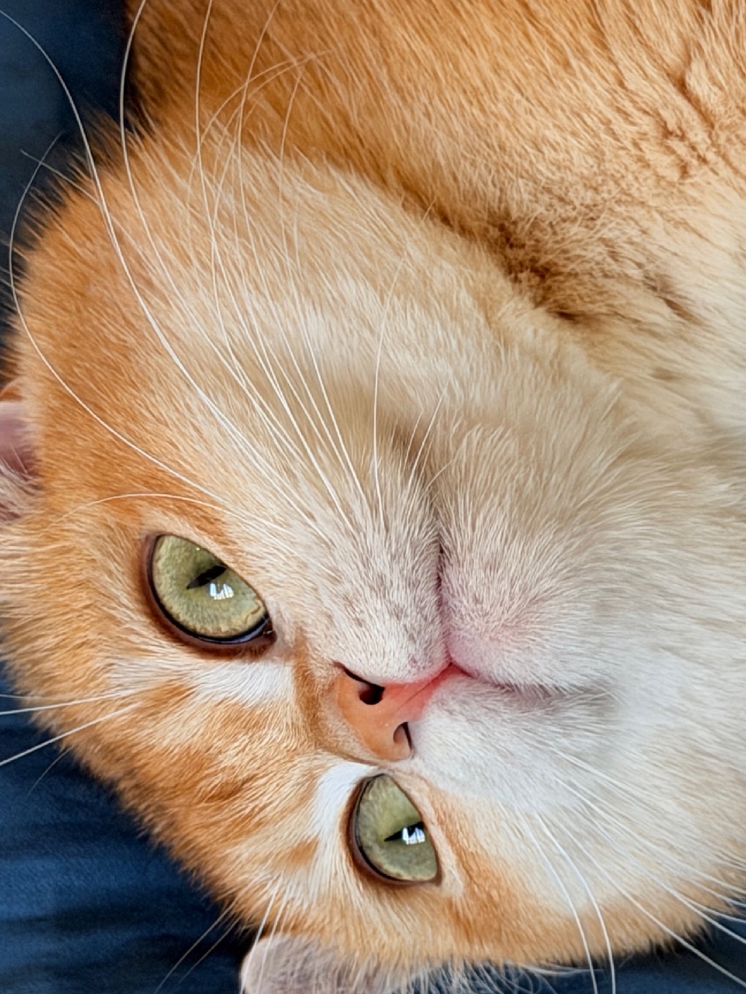 猫猫虫🍞