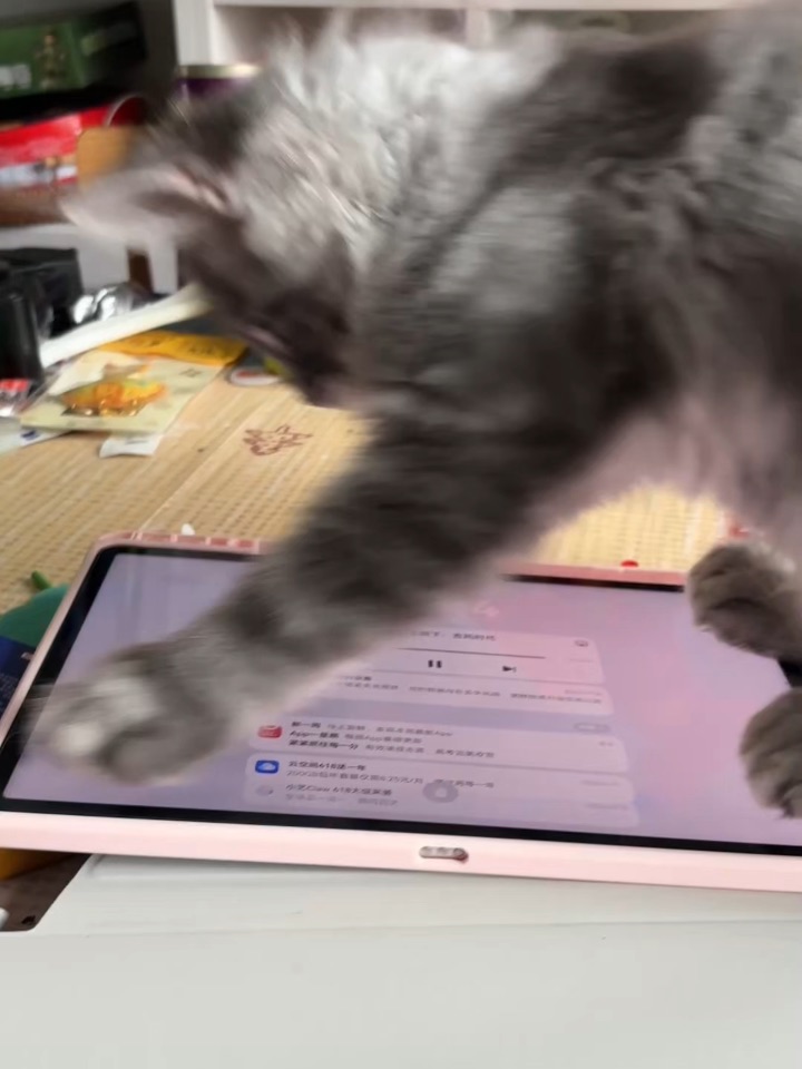 猫玩平板