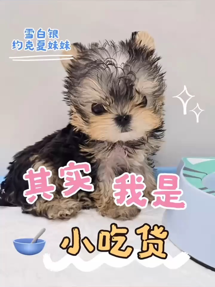 🍽️宝宝想吃饭，其实我是小吃货～