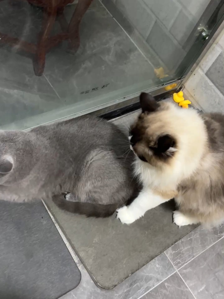 挑衅的布偶猫