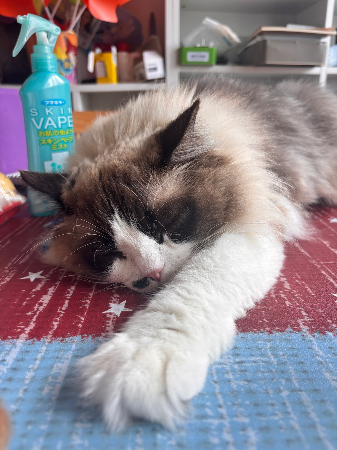 一些布偶猫的日常