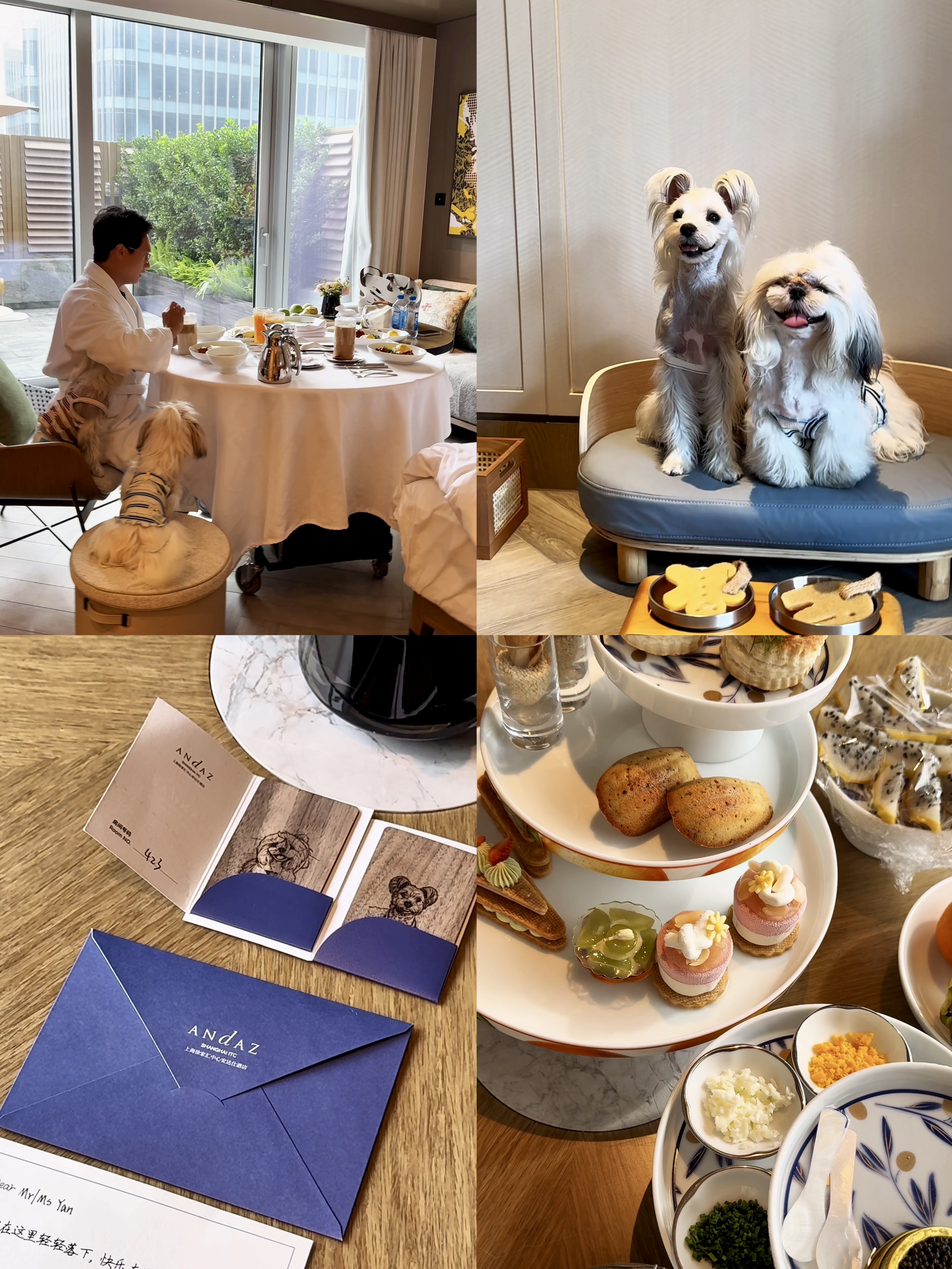 带上小狗🐶也能躺进高端酒店🏨啦～