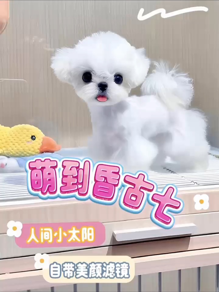 真的会被这个小东西萌到晕古七‼️😵💫