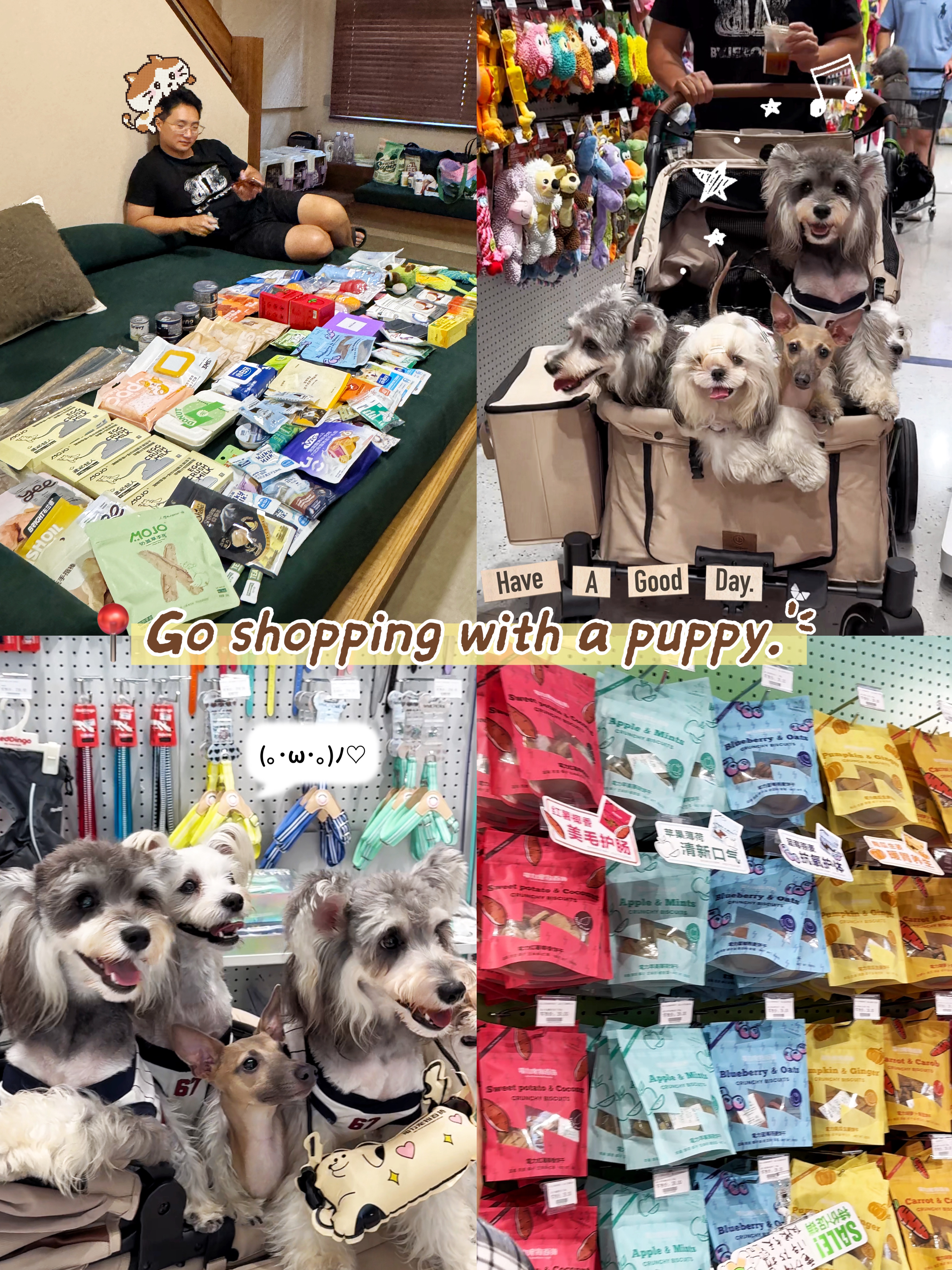 带五只小狗🐶出发旅行！🚗
