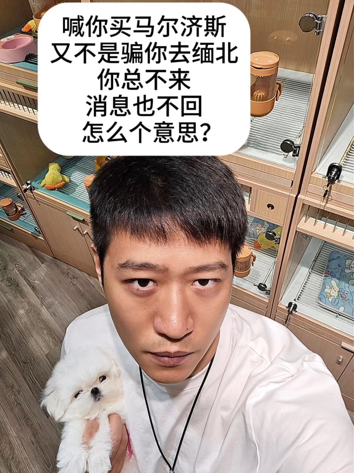 你已读不回的每一秒，这只马尔济斯宝宝都在店里等着你❤️～