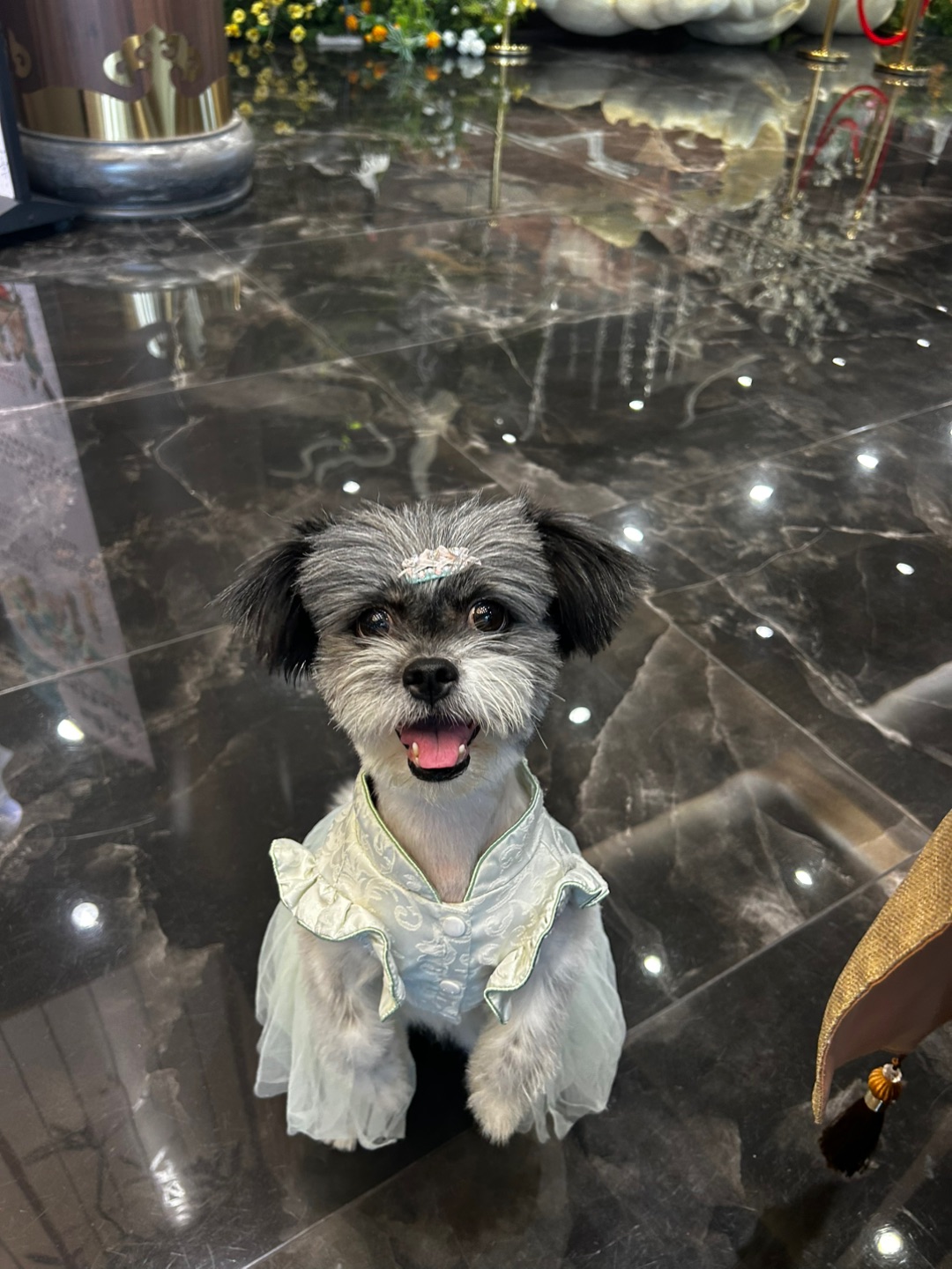 小斗日常卖萌🐶