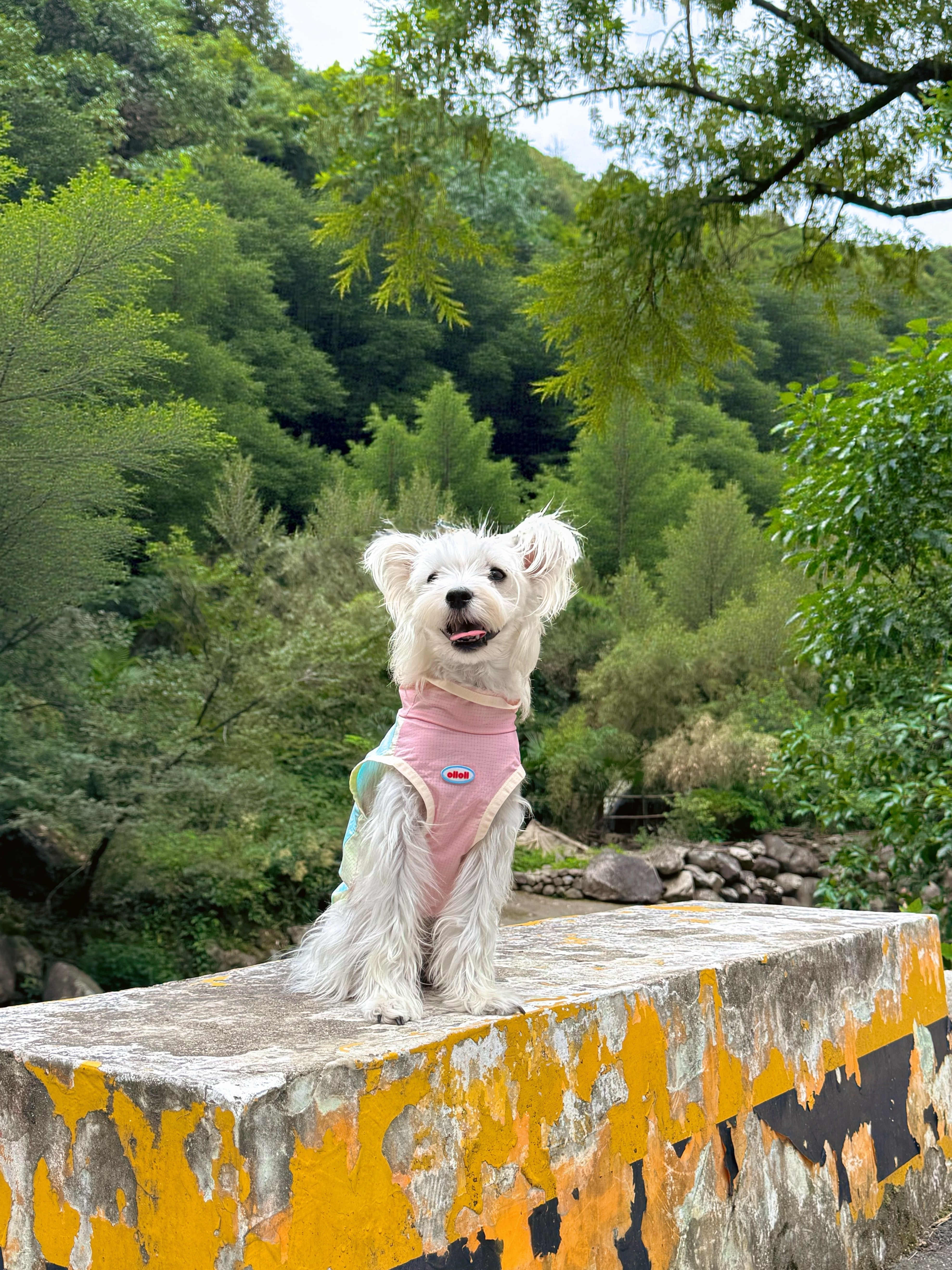 夏天了！🌺你的小狗还没去溯溪嘛？