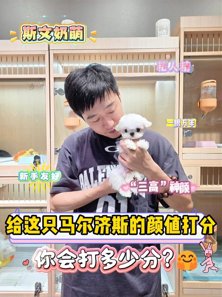 给这只马尔济斯的颜值打分，你会打多少分？🤗