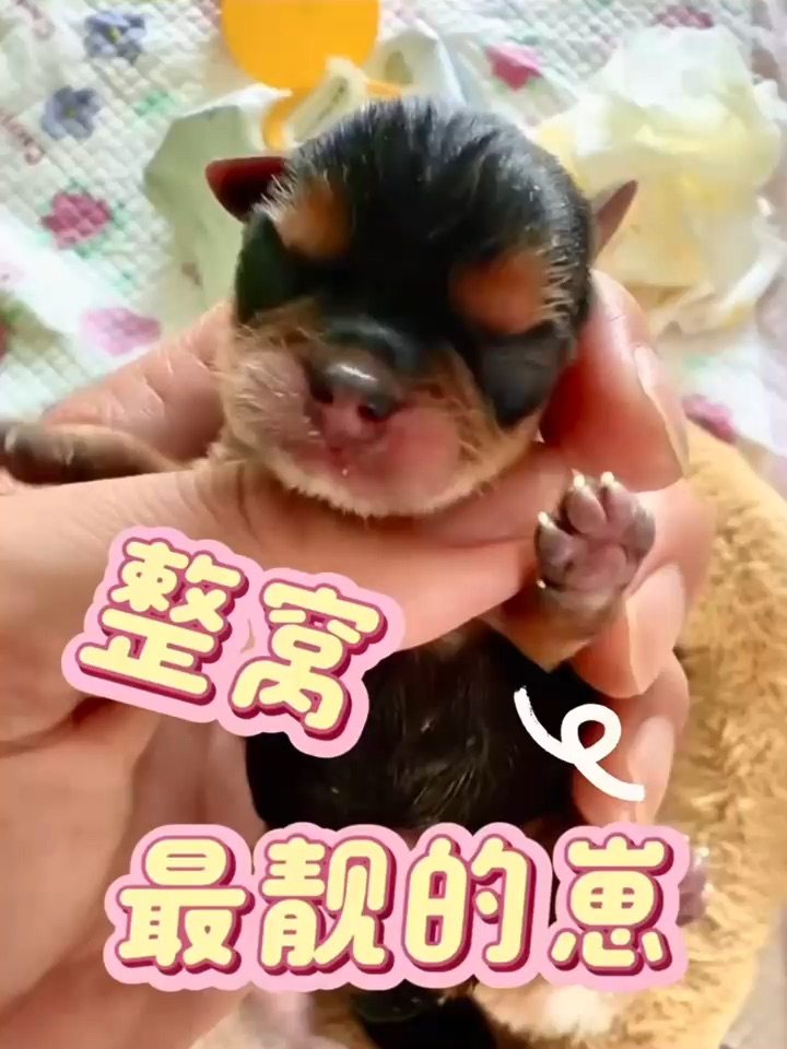 俺小时候可是整窝里长得最好看滴👀不信来瞅
