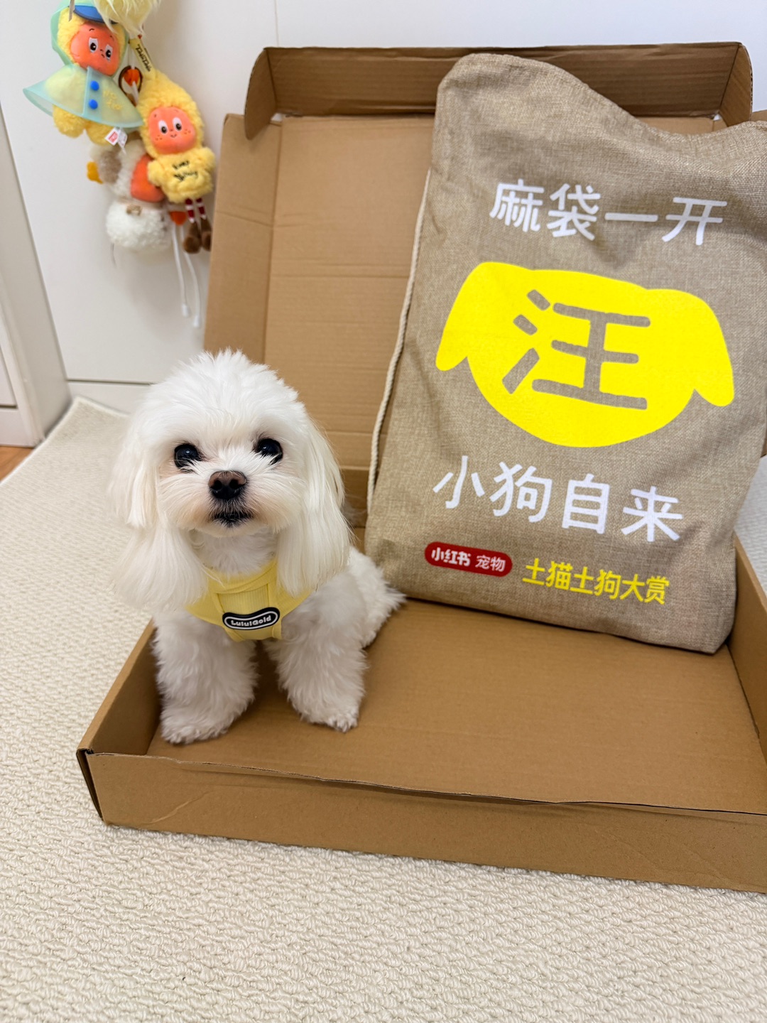 谁懂啊！被小红书邀请去土猫土狗大赏展览了