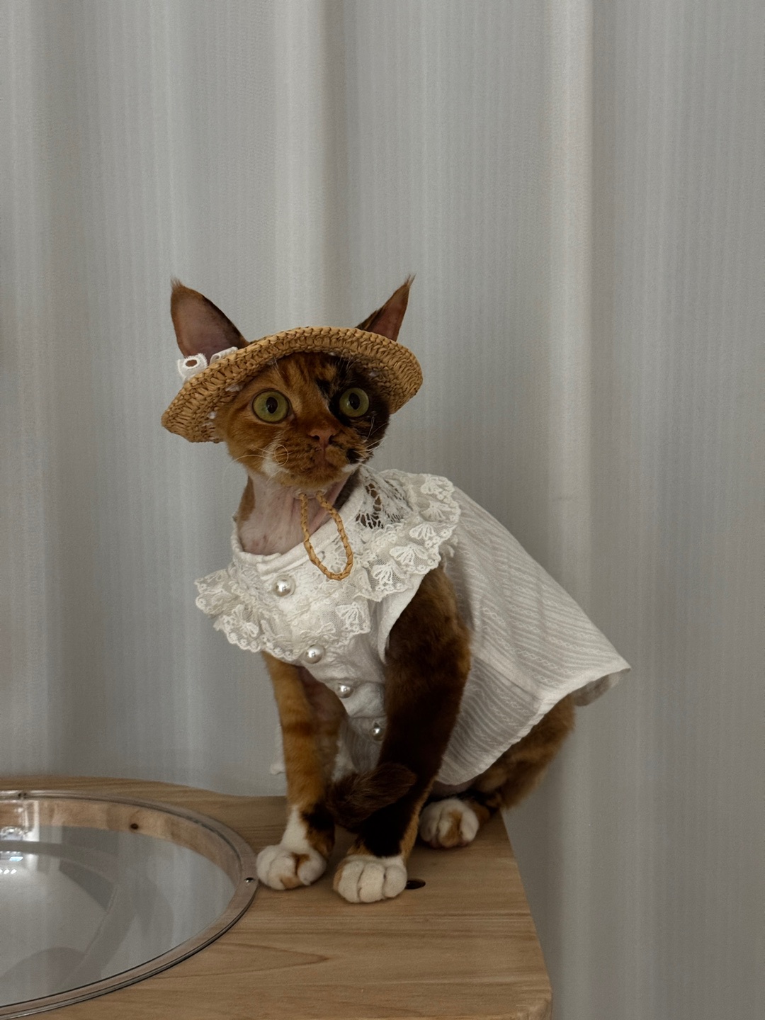 田园小猫