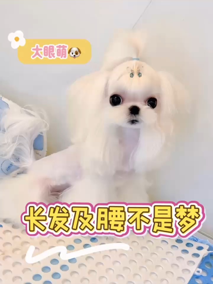 急❗️在线等姨姨们给我设计发型😜