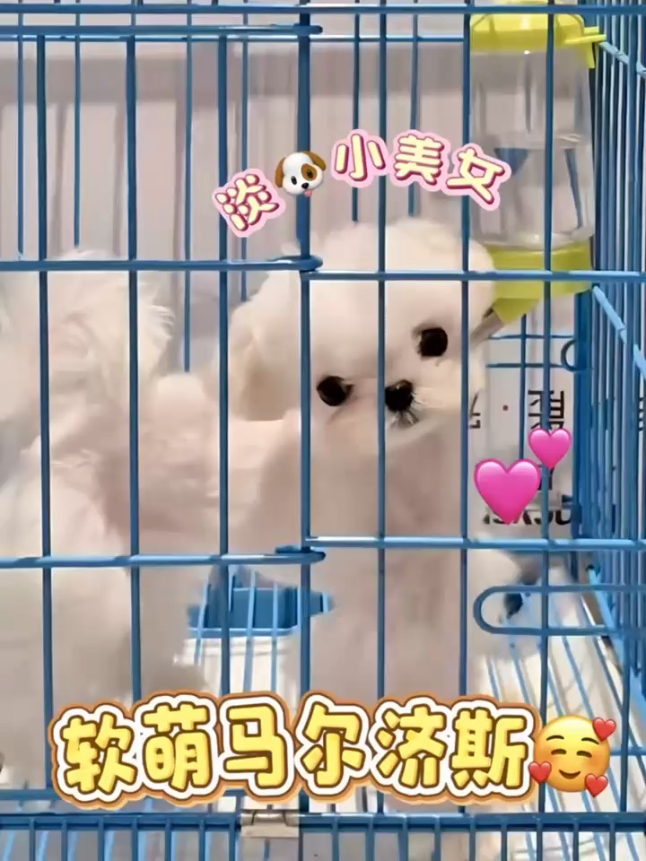 被这只马尔济斯宝宝盯了3分钟！班味都盯没了