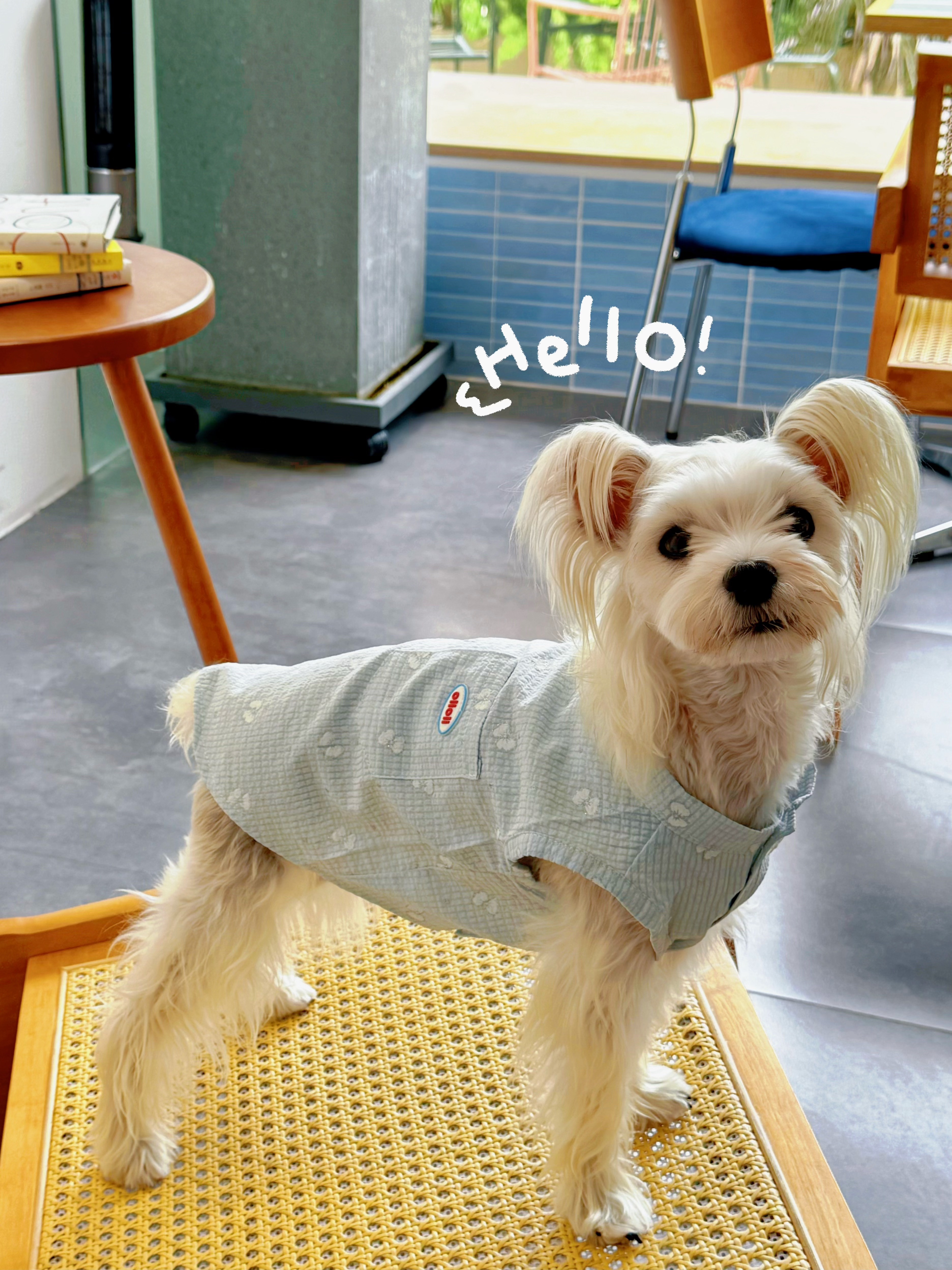 有EE需要修狗🐶陪喝下午茶☕️吗？