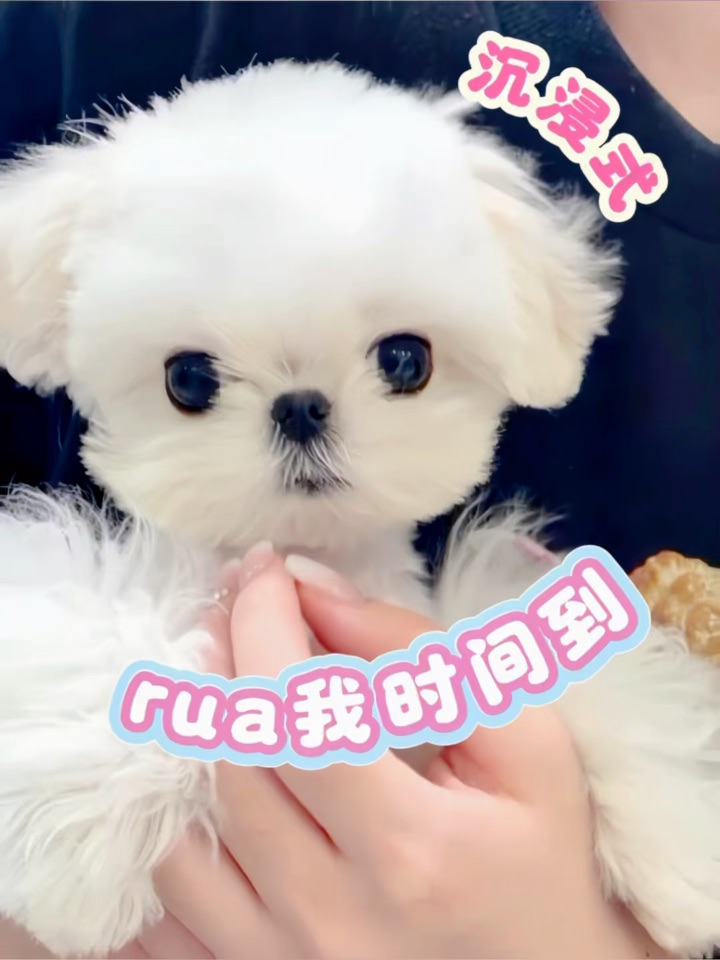 沉浸式rua一只软糯马尔济斯妹妹是什么体验？