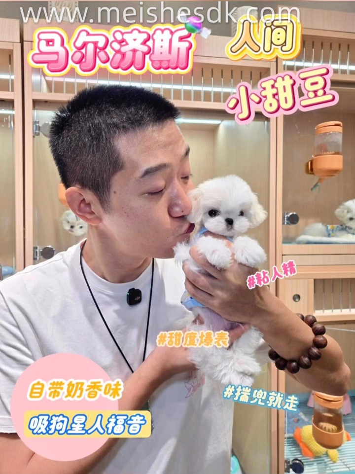传说中的“梦中情狗”我也拥有了🤫